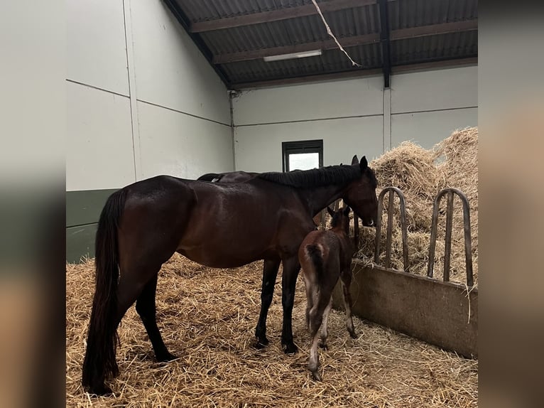 Belgisch Sportpaard Merrie 7 Jaar 155 cm Zwartbruin in Hallaar