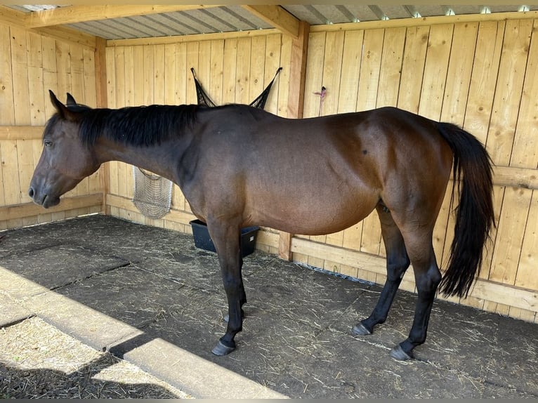 Belgisch Sportpaard Merrie 7 Jaar 155 cm Zwartbruin in Hallaar