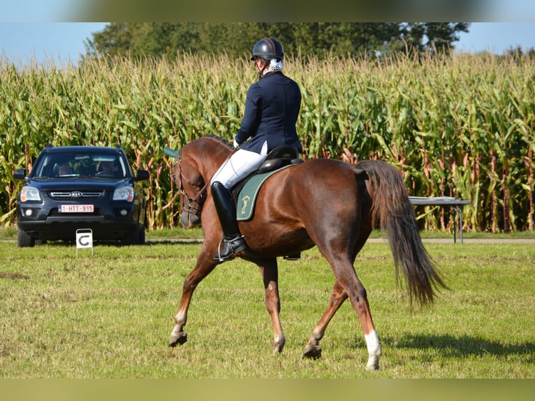 Belgisch Sportpaard Merrie 7 Jaar 163 cm Donkere-vos in Puurs