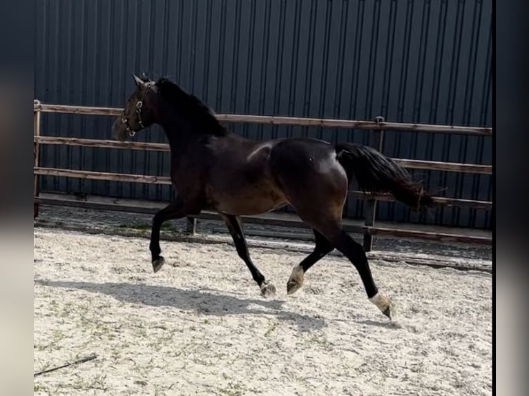 Belgisch Sportpaard Merrie 7 Jaar 170 cm Donkerbruin in Meersel Dreef