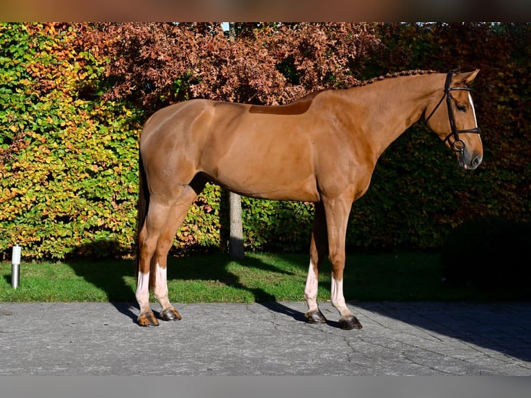 Belgisch Sportpaard Merrie 7 Jaar 172 cm Vos in Bladel