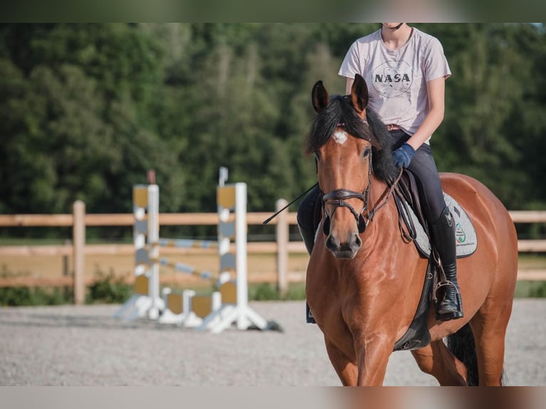 Belgisch Sportpaard Merrie 8 Jaar 172 cm Bruin in Molenbeek-Wersbeek