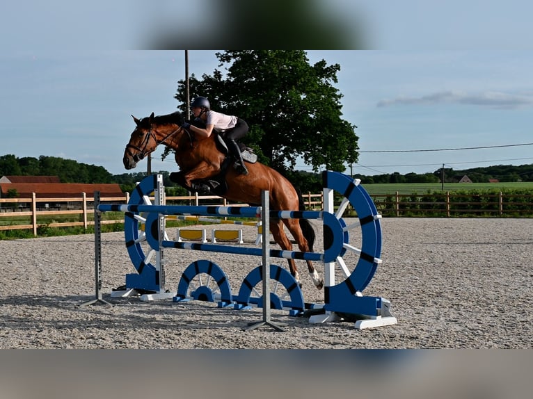 Belgisch Sportpaard Merrie 8 Jaar 172 cm Bruin in Molenbeek-Wersbeek