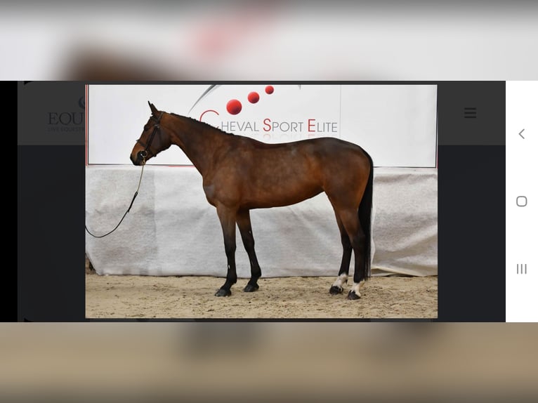 Belgisch Sportpaard Merrie 8 Jaar Bruin in M&#xFC;nsingen