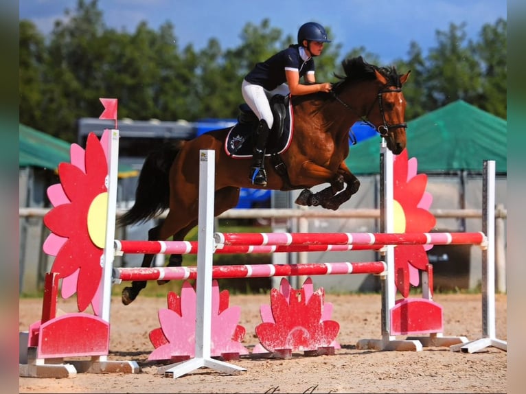 Belgisch Sportpaard Mix Merrie 9 Jaar 160 cm Bruin in Ranch eldorado