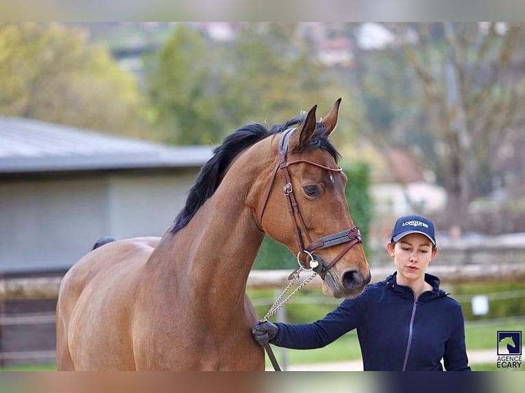 Belgisch Sportpaard Merrie 9 Jaar 167 cm Roodbruin in La Terrasse