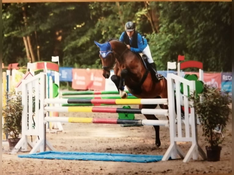 Belgisch Sportpaard Ruin 10 Jaar 178 cm Donkerbruin in Düren