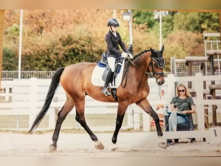 Belgisch Sportpaard Ruin 10 Jaar 178 cm Donkerbruin in Düren