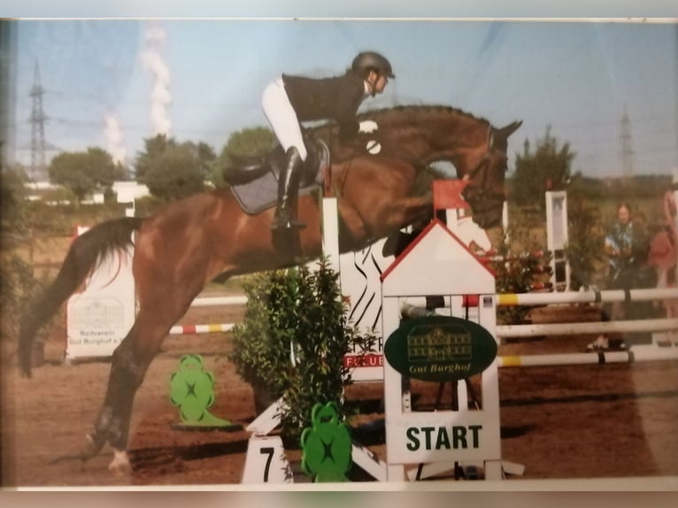 Belgisch Sportpaard Ruin 10 Jaar 178 cm Donkerbruin in Düren