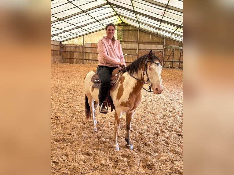 Belgisch Sportpaard Ruin 11 Jaar 152 cm Gevlekt-paard in Bann
