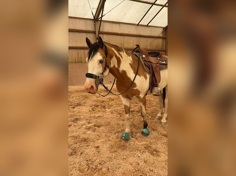 Belgisch Sportpaard Ruin 11 Jaar 152 cm Gevlekt-paard in Küsel