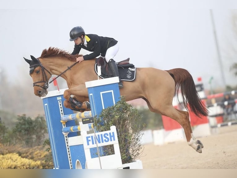 Belgisch Sportpaard Ruin 11 Jaar 162 cm Vos in Roma