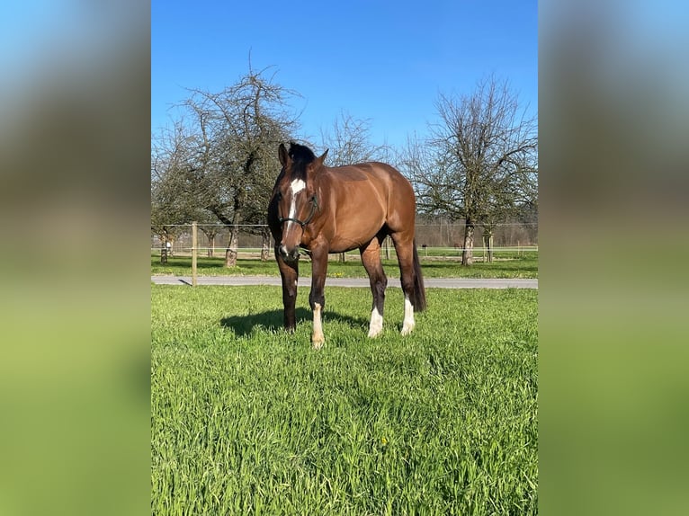 Belgisch Sportpaard Ruin 11 Jaar 165 cm Bruin in Niederhelfenschwil