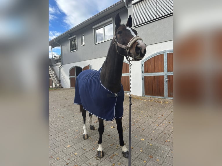 Belgisch Sportpaard Ruin 11 Jaar 168 cm Bruin in Ohlsbach