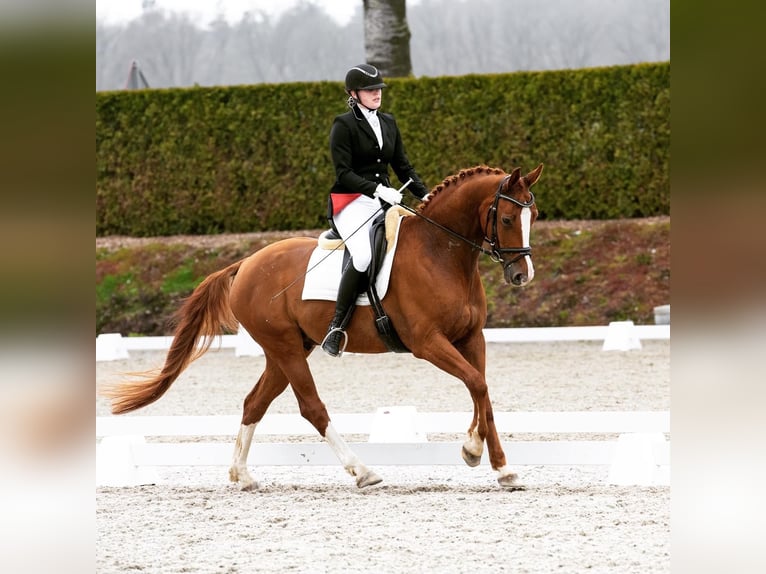 Belgisch Sportpaard Ruin 11 Jaar 169 cm Vos in Kranenburg