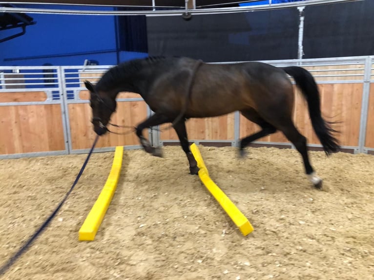 Belgisch Sportpaard Ruin 11 Jaar 172 cm Zwartbruin in Waakirchen
