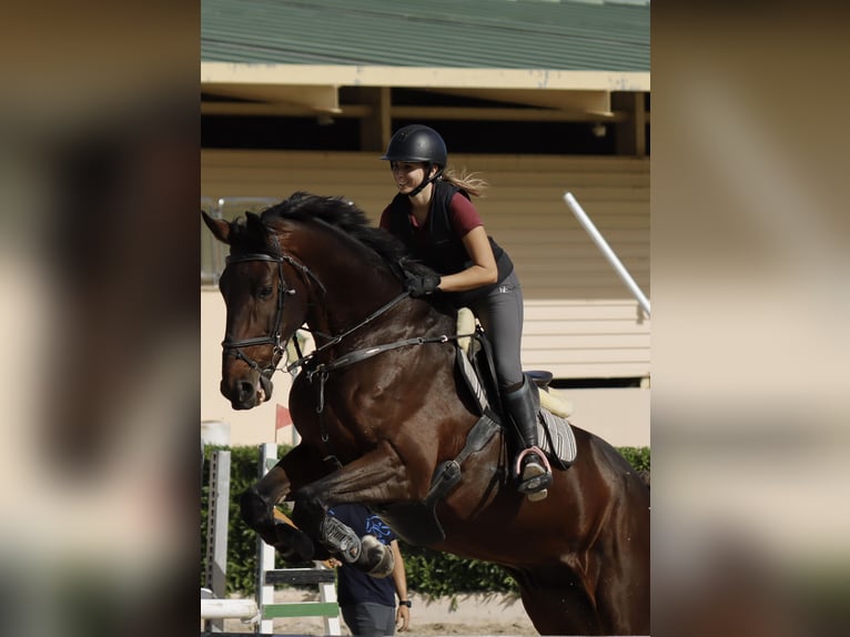Belgisch Sportpaard Ruin 11 Jaar 190 cm Donkerbruin in Palma De Mallorca