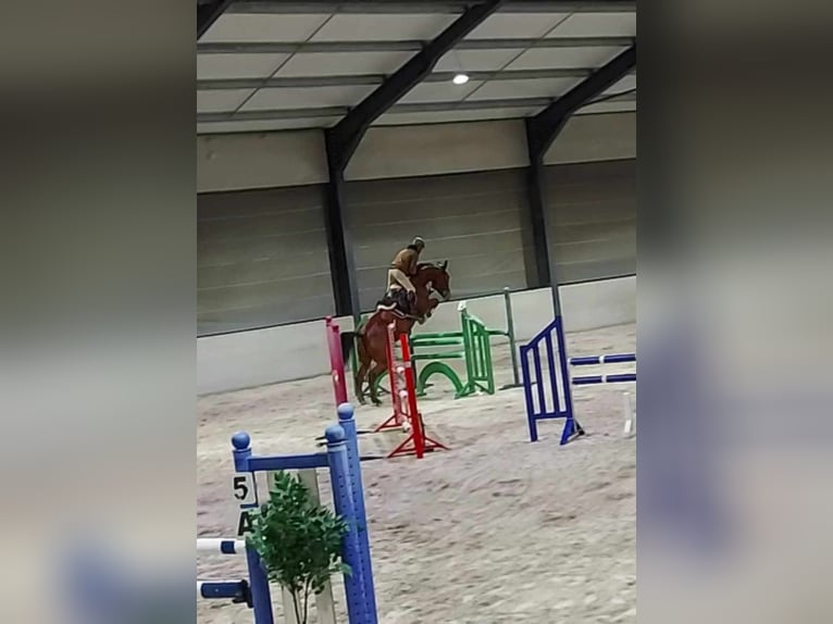 Belgisch Sportpaard Ruin 12 Jaar 178 cm Roodbruin in Hargnies