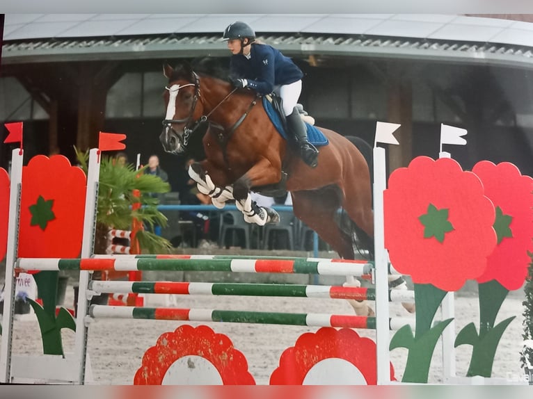 Belgisch Sportpaard Ruin 13 Jaar 175 cm Bruin in Jolimetz