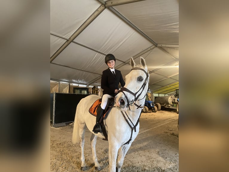 Belgisch Sportpaard Ruin 14 Jaar 164 cm Schimmel in Putte