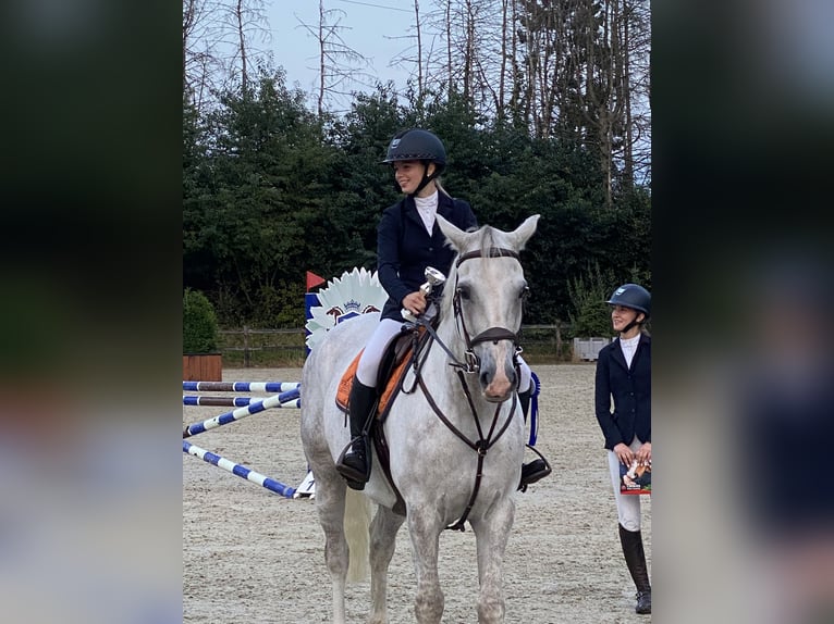 Belgisch Sportpaard Ruin 14 Jaar 164 cm Schimmel in Putte