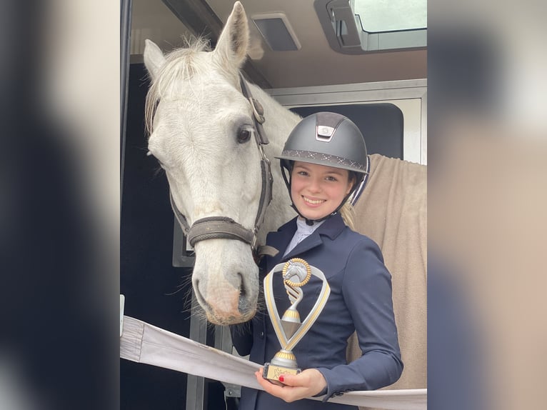 Belgisch Sportpaard Ruin 14 Jaar 164 cm Schimmel in Putte