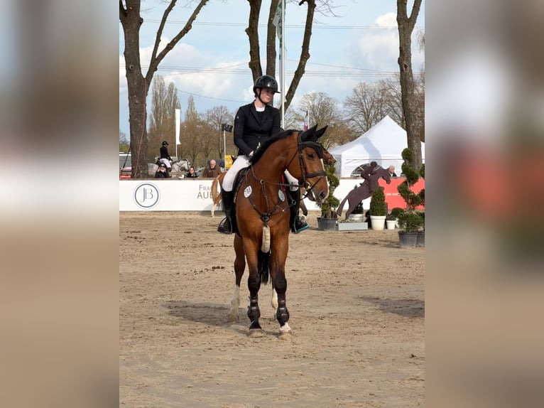 Belgisch Sportpaard Ruin 14 Jaar 172 cm Bruin in Hamm