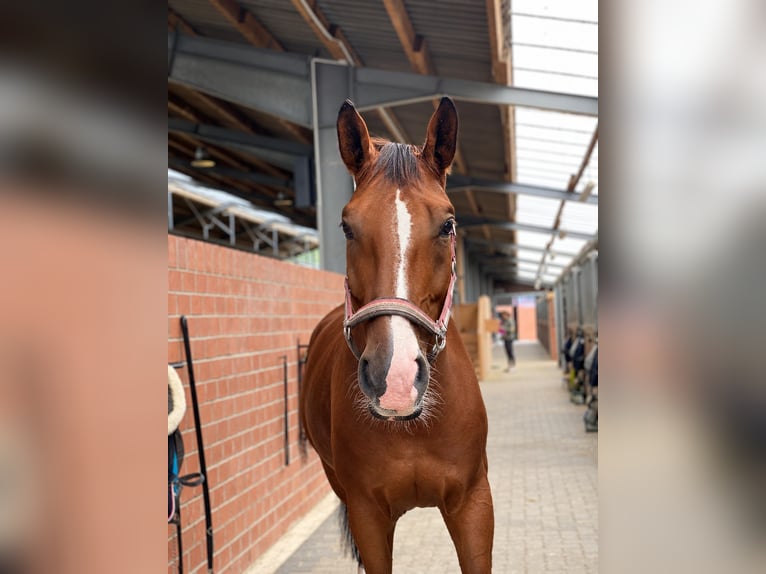 Belgisch Sportpaard Ruin 14 Jaar 172 cm Bruin in Hamm