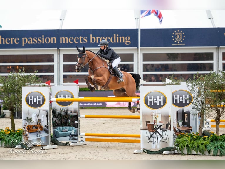 Belgisch Sportpaard Ruin 14 Jaar 172 cm Bruin in Hasselt