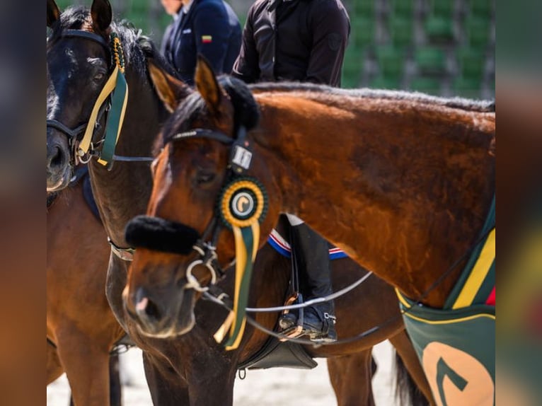 Belgisch Sportpaard Mix Ruin 16 Jaar 165 cm Donkere-vos in Kaunas