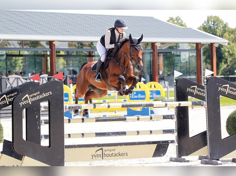 Belgisch Sportpaard Ruin 16 Jaar 171 cm Donkerbruin in Schlitz