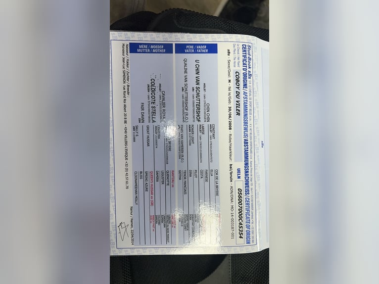 Belgisch Sportpaard Ruin 17 Jaar 168 cm Donkerbruin in LIEGE