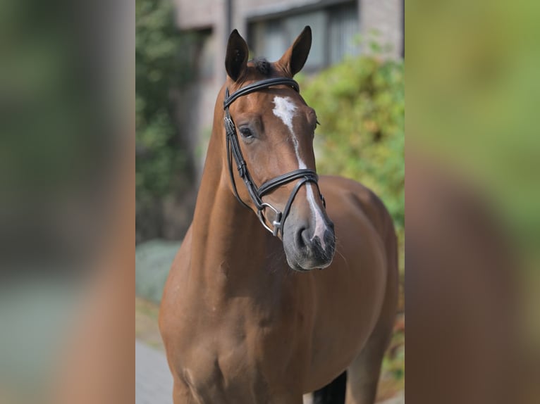 Belgisch Sportpaard Ruin 3 Jaar 160 cm Roodbruin in Zelle