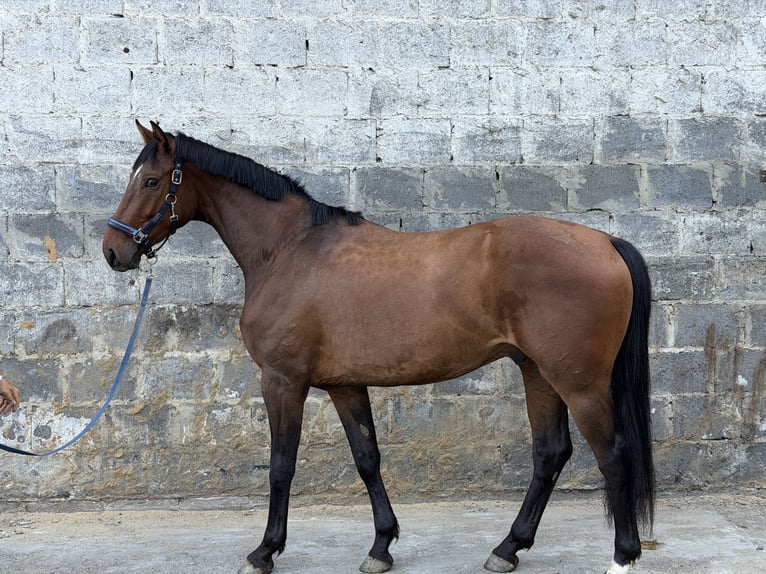 Belgisch Sportpaard Ruin 3 Jaar 163 cm Bruin in Krzepielów