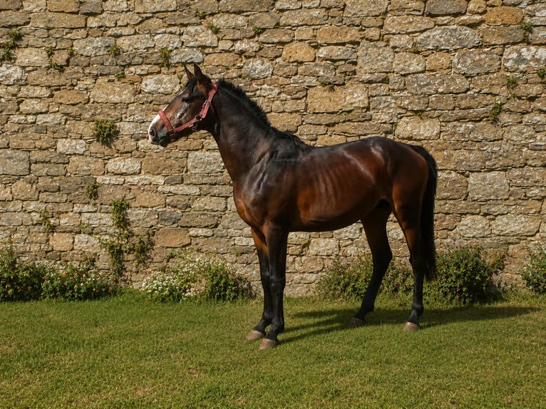 Belgisch Sportpaard Ruin 4 Jaar 153 cm Zwartbruin in Sainte-Honorine-la-Chardonne