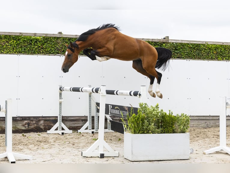 Belgisch Sportpaard Ruin 4 Jaar 162 cm Bruin in Waddinxveen