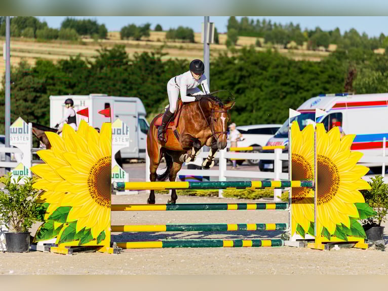 Belgisch Sportpaard Ruin 4 Jaar 164 cm Roodbruin in Wodzis&#x142;aw &#x15A;l&#x105;ski