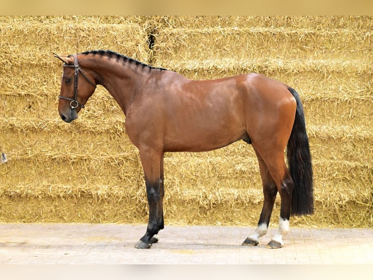 Belgisch Sportpaard Ruin 4 Jaar 166 cm Bruin in Bladel