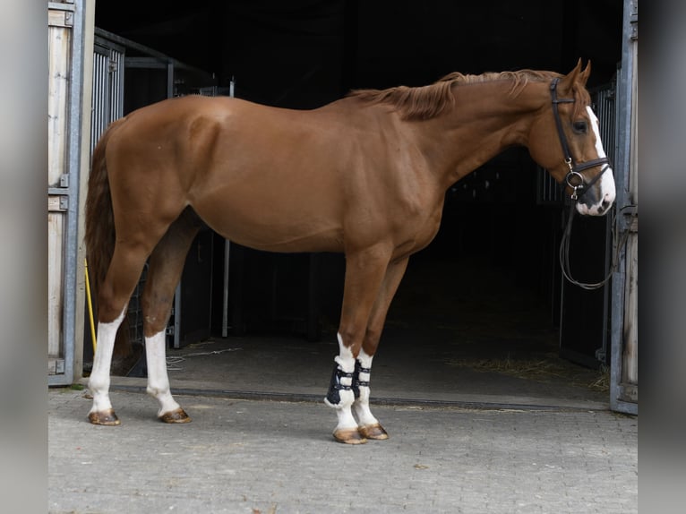 Belgisch Sportpaard Ruin 4 Jaar 175 cm Vos in Geilenkirchen