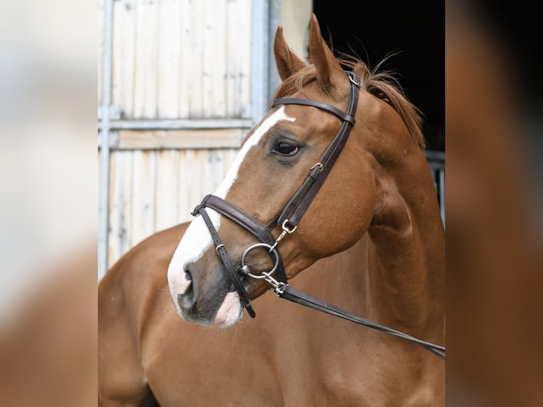 Belgisch Sportpaard Ruin 4 Jaar 175 cm Vos in Geilenkirchen