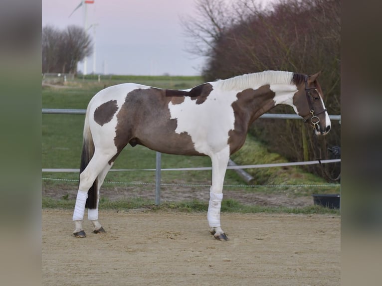 Belgisch Sportpaard Ruin 5 Jaar 165 cm Gevlekt-paard in Geilenkirchen