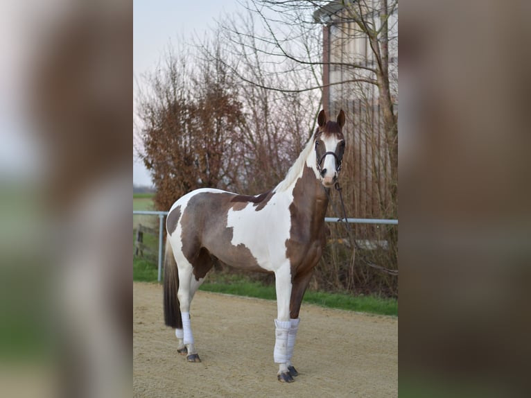 Belgisch Sportpaard Ruin 5 Jaar 165 cm Gevlekt-paard in Geilenkirchen
