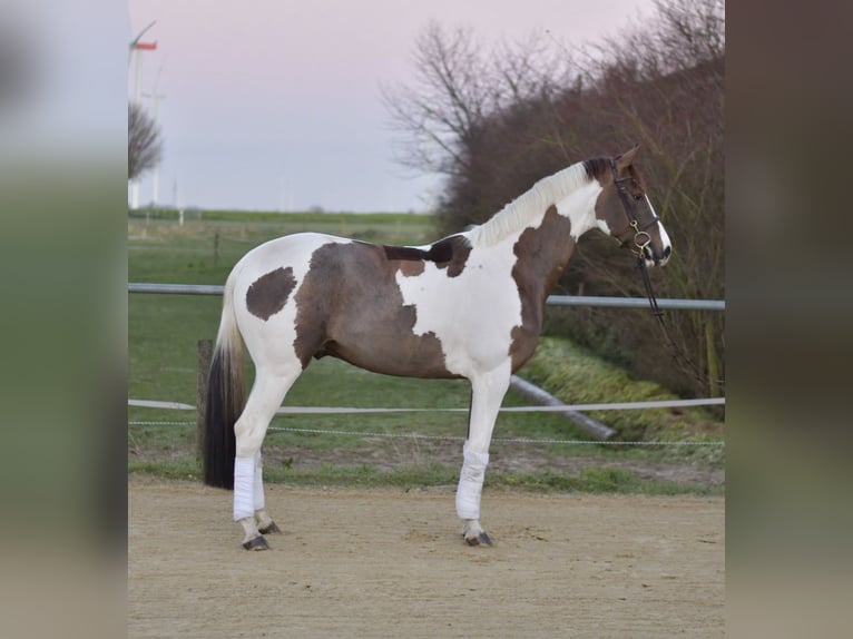 Belgisch Sportpaard Ruin 5 Jaar 165 cm Gevlekt-paard in Geilenkirchen