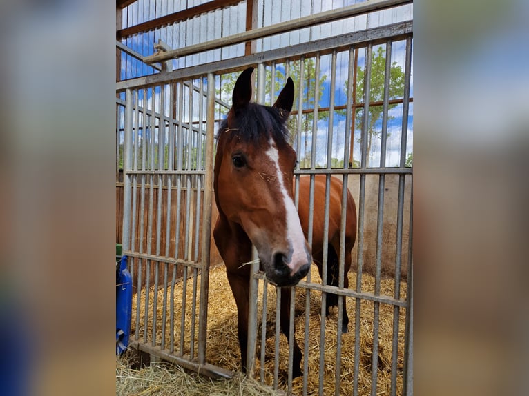 Belgisch Sportpaard Ruin 5 Jaar 168 cm Bruin in Kaufungen