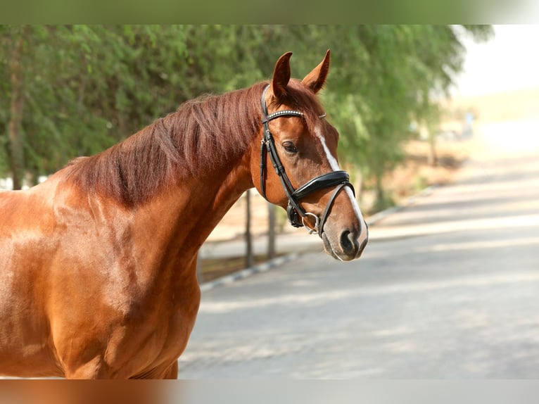 Belgisch Sportpaard Ruin 5 Jaar 170 cm Donkere-vos in Dubai