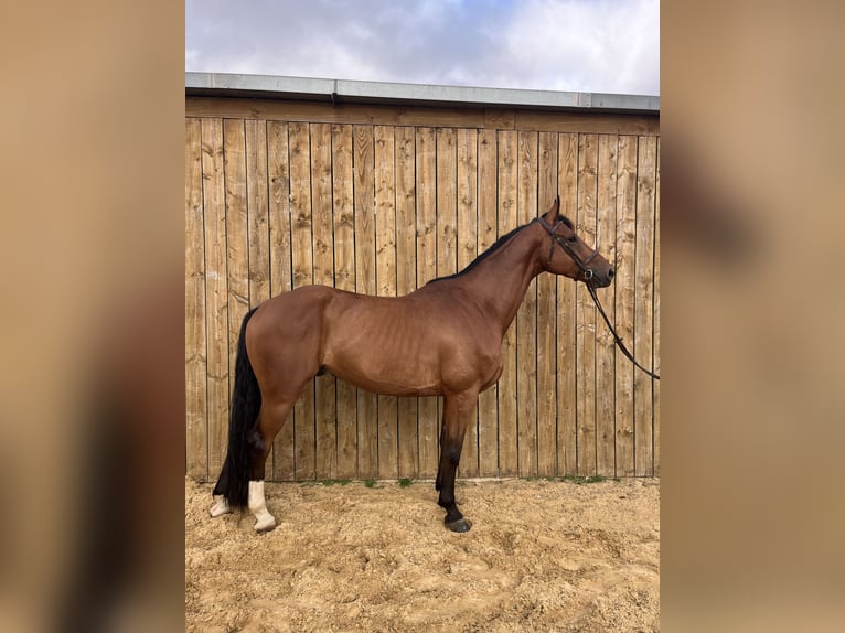Belgisch Sportpaard Ruin 5 Jaar 172 cm Bruin in Normandia
