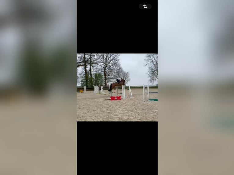 Belgisch Sportpaard Ruin 5 Jaar 172 cm Bruin in Normandia