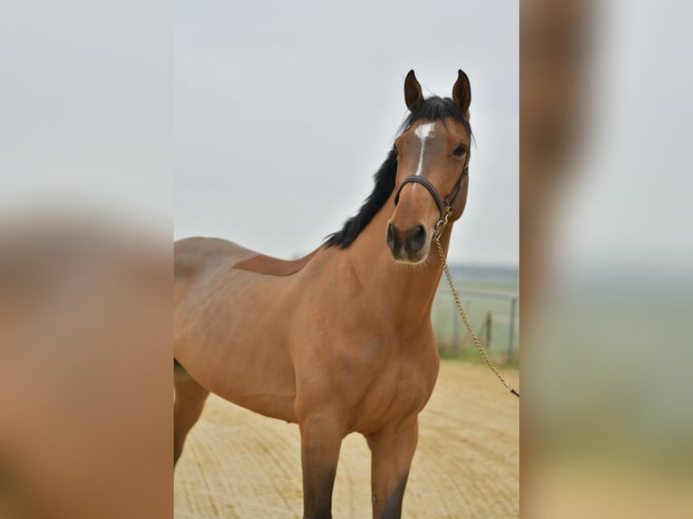 Belgisch Sportpaard Ruin 5 Jaar 173 cm Lichtbruin in Geilenkirchen