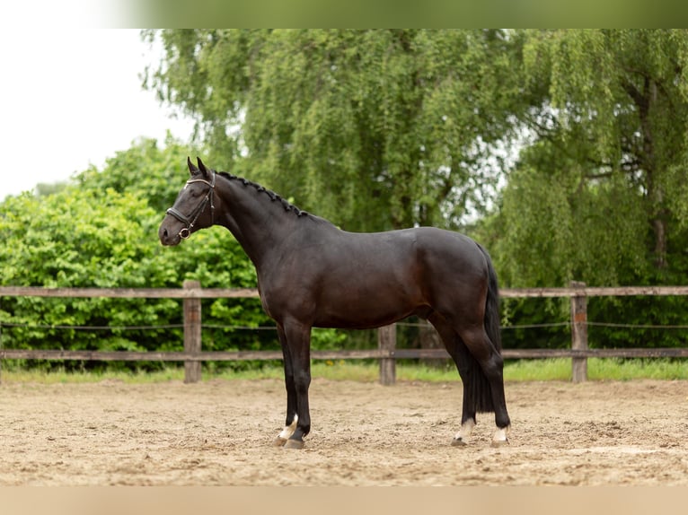 Belgisch Sportpaard Ruin 5 Jaar 176 cm Zwartbruin in Pelt