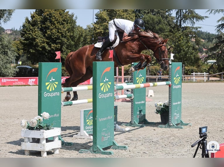 Belgisch Sportpaard Ruin 6 Jaar 167 cm Vos in Bern Belgisch Sportpaard Ruin 6 Jaar 167 cm Vos in Bern